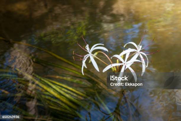 Rare Crinum Thaianum Or Water Lily Or Water Onion Stock Photo - Download Image Now - Beauty In Nature, Blossom, Flower