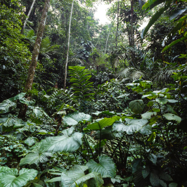 foresta pluviale - treo foto e immagini stock