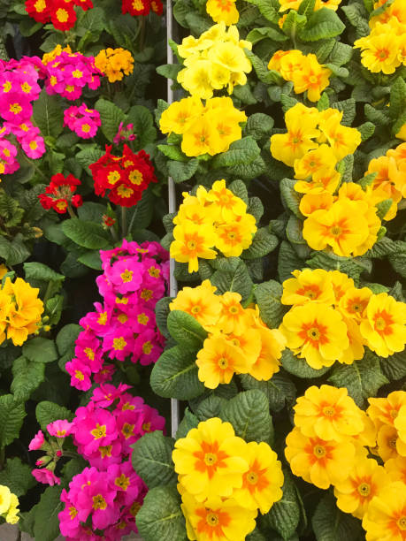 istock Colorful primroses in a nursery 650246574