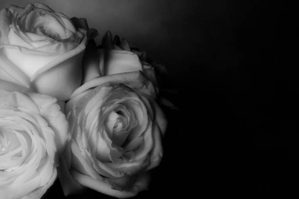 istock rose flowers close up on background. 650248070