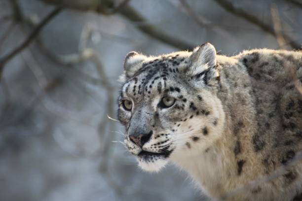istock Snow leopard, ounce, panthera, irbis 650252838