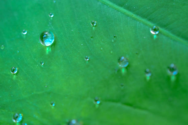 istock water drops on green leaves. 650254854