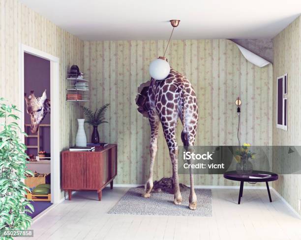 Photo libre de droit de Girafe Dans Le Salon banque d'images et plus d'images libres de droit de Girafe - Girafe, Humour, Chercher