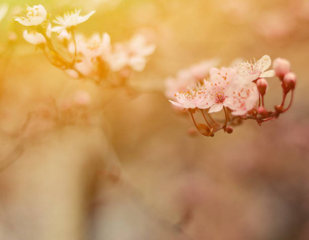 istock Purple plum flower close up 650259176