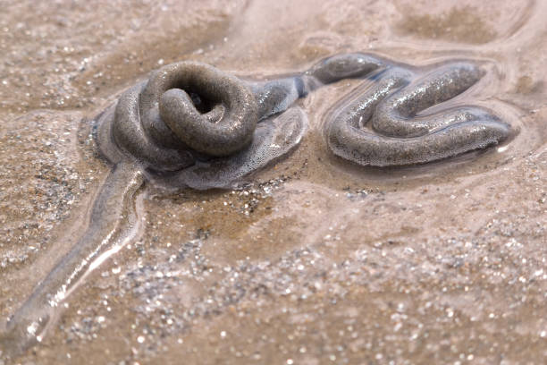 20+ Lug Worm Lugworm Sand Close Up Stock Photos, Pictures & Royalty-Free  Images - iStock