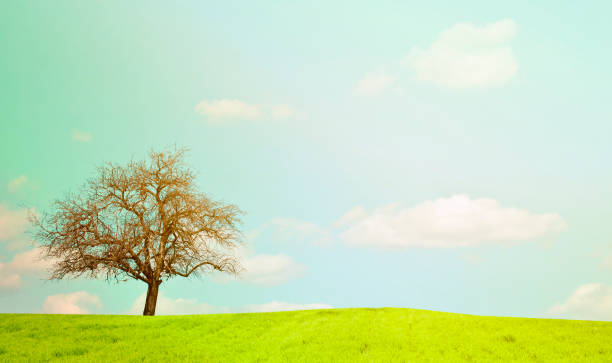 istock Naked oak tree and beautiful landscape 650302134