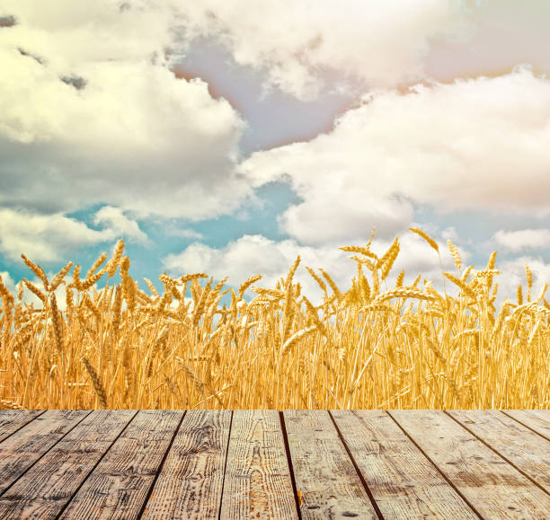 istock Wheat field and blue sky above wood floor 650302460