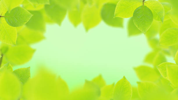 istock Spring background, natural frame of beautiful green leaves 650321300