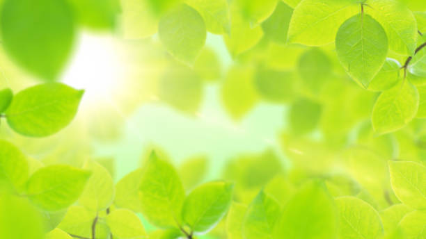 istock Spring background, natural frame of beautiful green leaves 650321890
