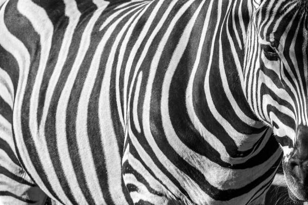 istock Zebra abstract black and white portrait 650324282