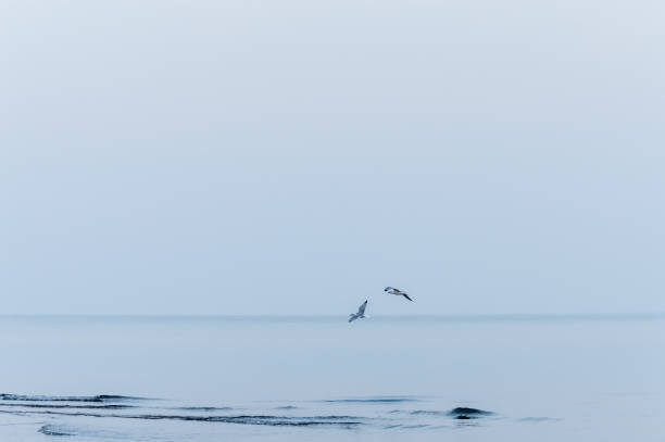 flying seagulls over a winter sea, blue toned image