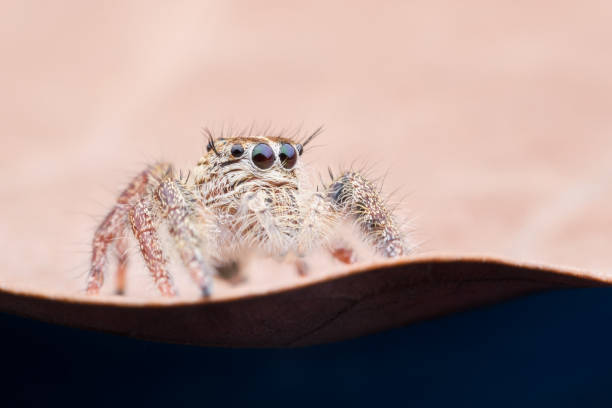 istock Super macro female Hyllus diardi or Jumping spider on dried leaf 650353846