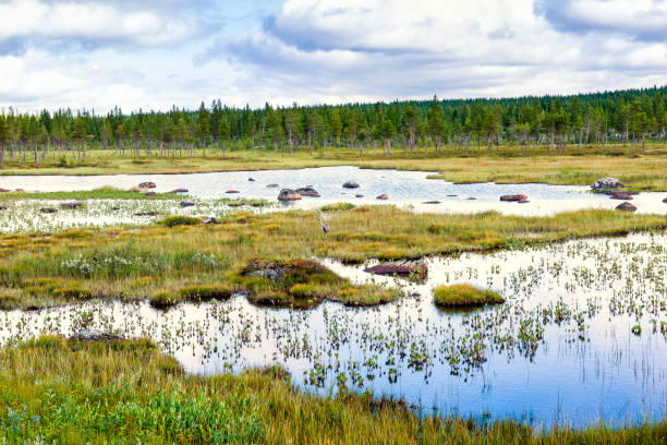istock Two cranes on the wetlands. 650353944