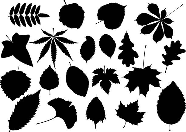 tree leaves set, tree leaves set,silhouettes leaf, silhouette of a sycamore tree stock illustrations