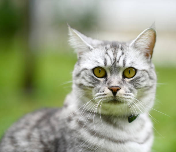istock Beautiful fury cat portrait 650396446