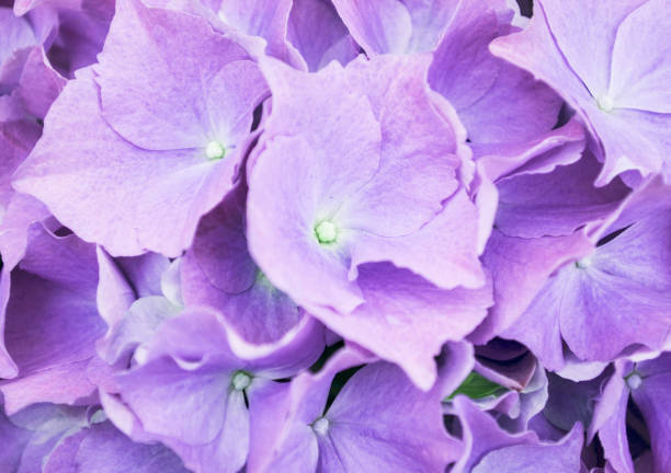 istock Beautiful spring background with fresh purple flowers 650398734