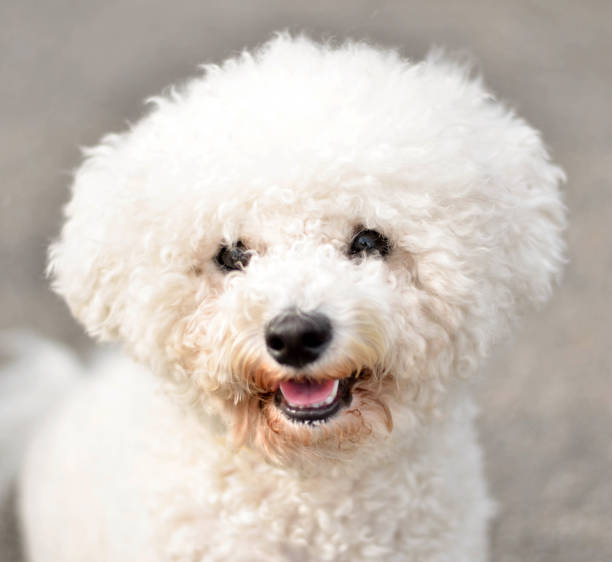 istock Bichon frieze portrait 650398910