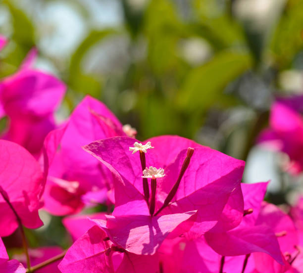 istock Bougainvillea flower 650401724