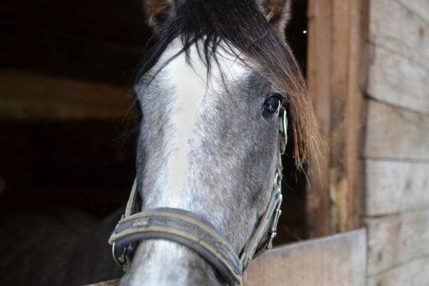 istock Portrait of a horse 650423344
