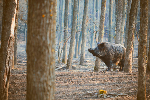 멧돼지, 수스 스코파 - domestic pig animals in the wild wild boar hunting 뉴스 사진 이미지