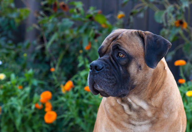 closeup retrato de un hermoso perro de raza boerboel del africano del sur. mastín sudafricano. - molosser fotografías e imágenes de stock