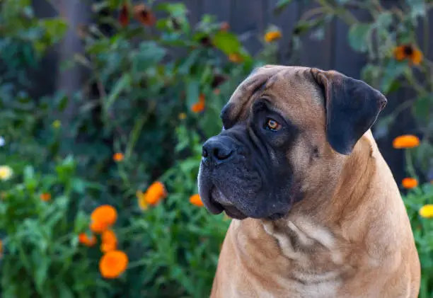 Closeup portrait of a beautiful dog breed South African Boerboel on the background of autumn grape leaves. South African Mastiff.