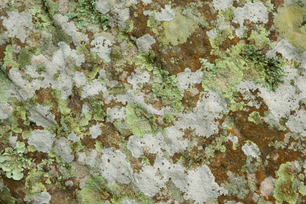 istock Lichen, Anthoceros and moss growing on stone 650447622