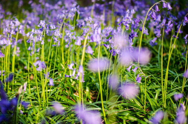 istock Bluebells in a forest nature background 650449214