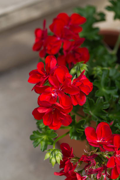 istock Red garden geranium flowers 650469498