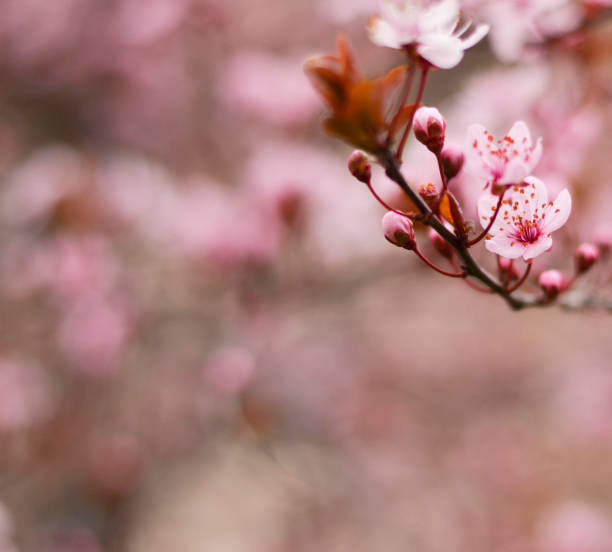 istock Plum flower on branch - Spring concept 650469928
