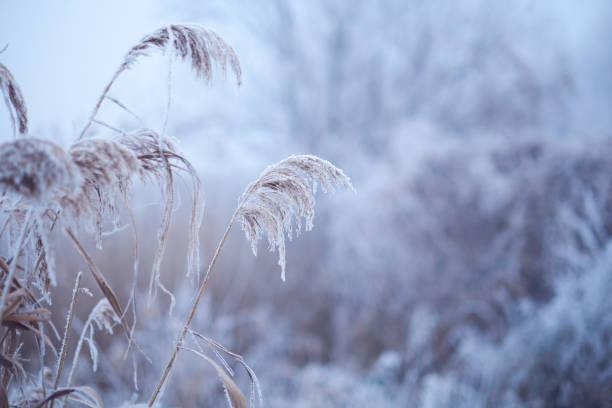 frozen reed - reedgrass - fotografias e filmes do acervo