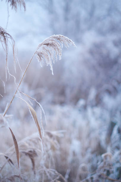 frozen reed - reedgrass - fotografias e filmes do acervo