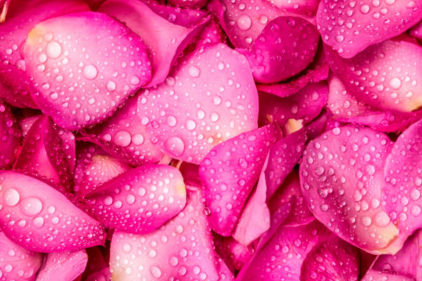 istock the fresh pink rose petal background 650488548