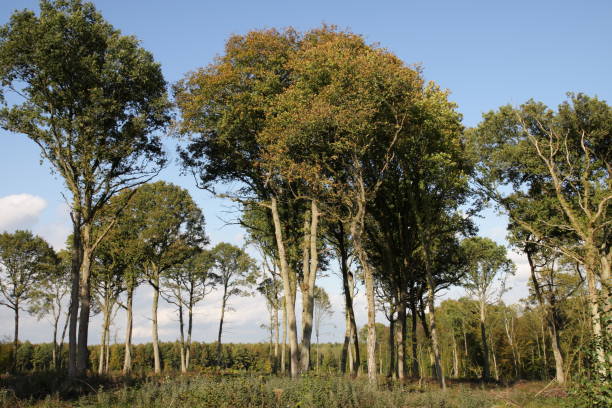 istock Oak forest in France 650506082