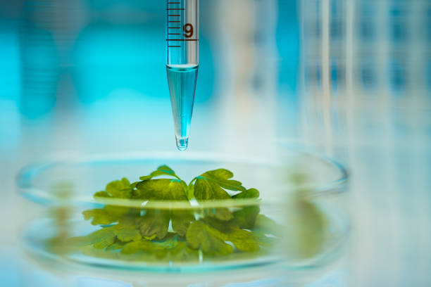 Biochemistry Plants in laboratory. Genetic modification concept. biochemistry stock pictures, royalty-free photos & images