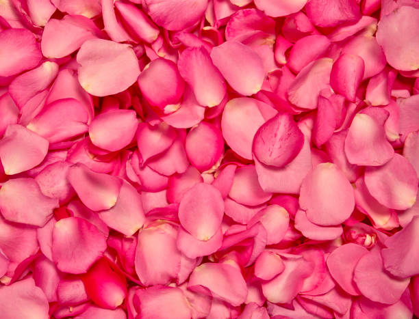istock Red pink rose petal background 650510796