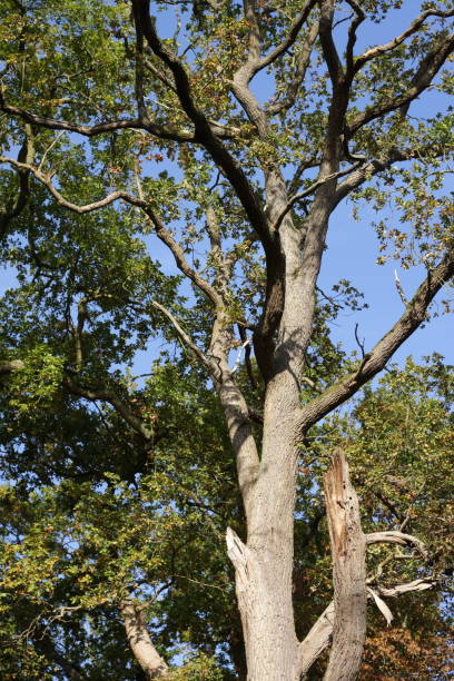 istock Oak forest in France 650510968