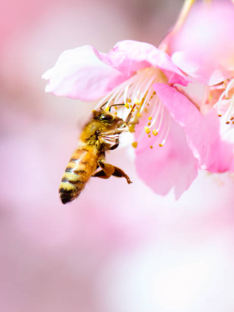 istock Honey bee pollinating on cherry blossoms 650530912