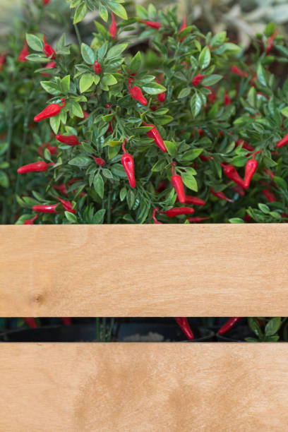 artificial red chili peppers' plant - mexican flame leaf imagens e fotografias de stock