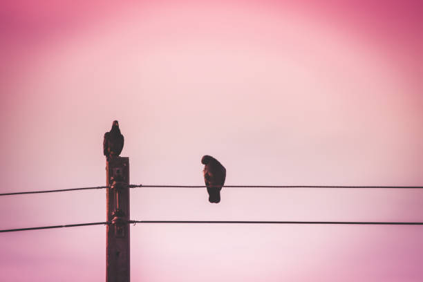 istock silhouette birds on the wire in pink color background. 650559120