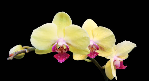 istock A branch of a yellow orchid. 650562058