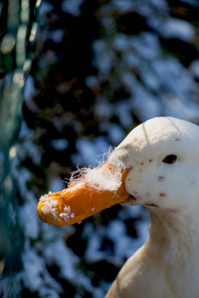 istock White duck by the side of the pond 650565924