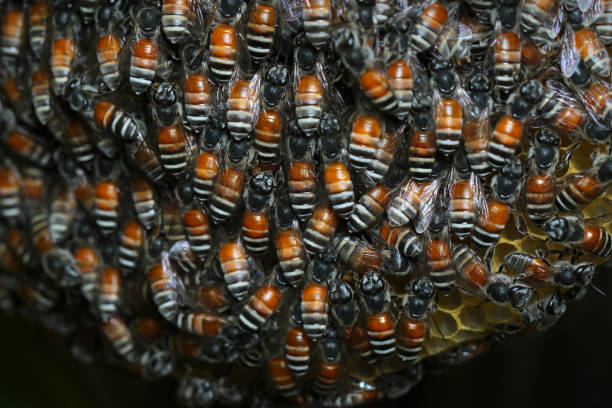 istock Honey Bee on the hive in Southeast Asia. 650574592
