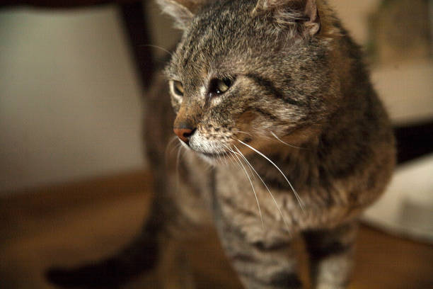 old cat broken found a nice home