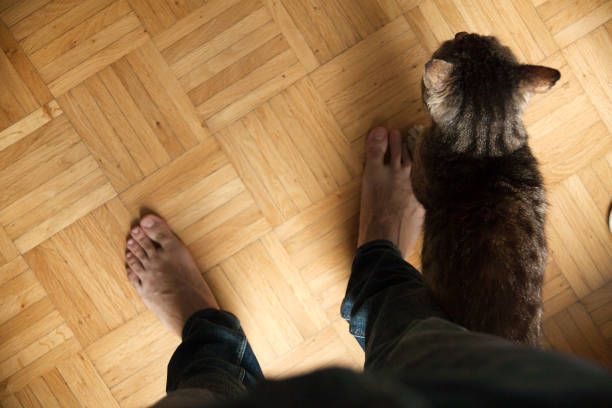 istock nice 10 years old cat close up and playing 650579892