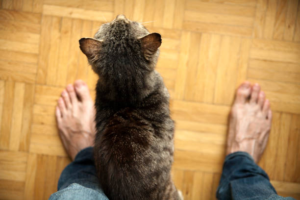 istock nice 10 years old cat close up and playing 650586486