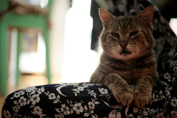 istock nice 10 years old cat close up and playing 650589460
