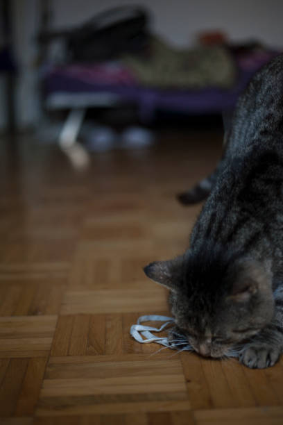 istock nice 10 years old cat close up and playing 650589738