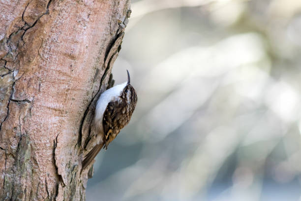 Treecreeper (Certhidae) climbing a tree trunk A Treecreeper (Certhidae) climbing on a tree trunk certhiidae stock pictures, royalty-free photos & images