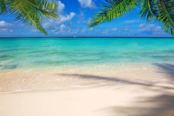 istock Caribbean sea and palm leaves 650607922
